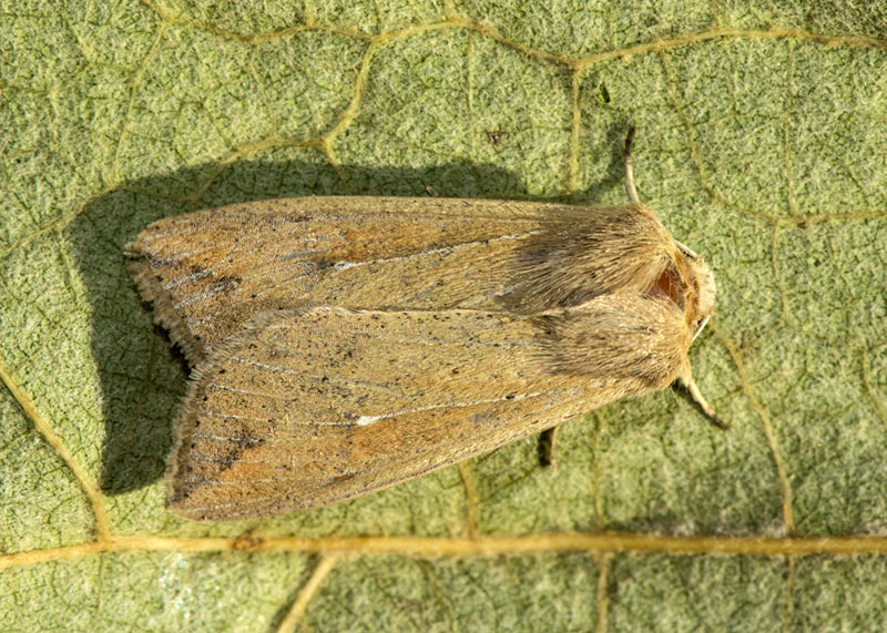 Noctuidae di fine settembre